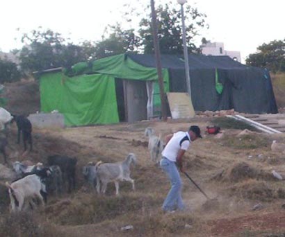 Le travail continue dans une ferme au sud d'Hébron malgré la pression des colons